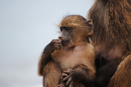 Wildlife africa mammal monkey Photo