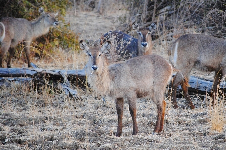 Foto Animal fauna silvestre salvaje ciervo