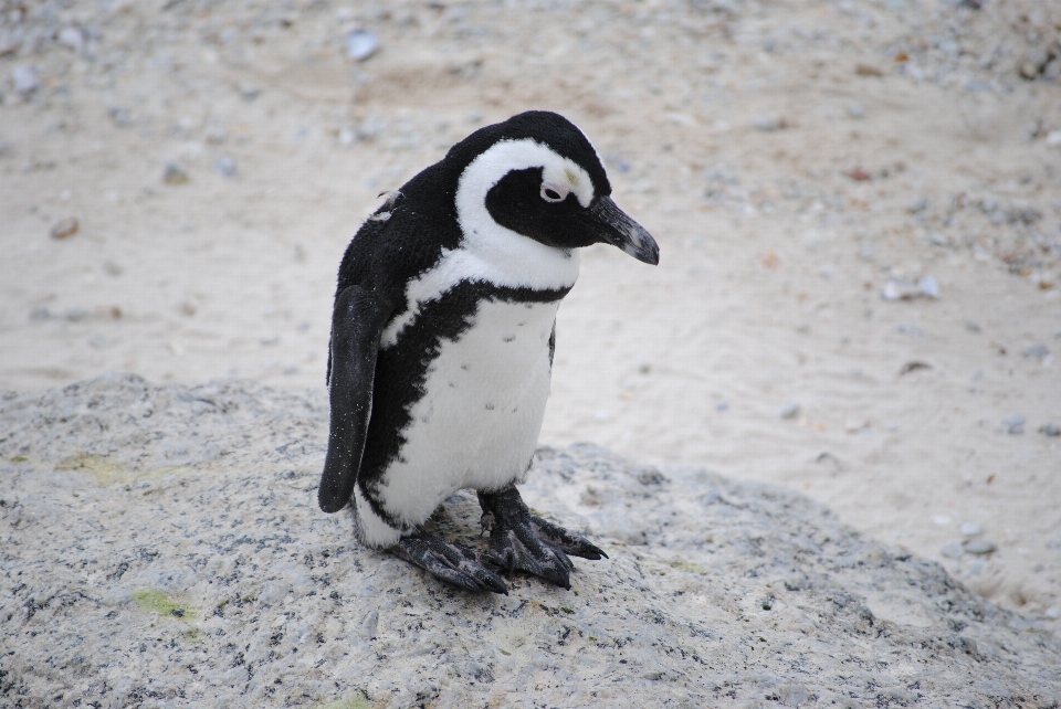 Spiaggia uccello animali selvatici becco