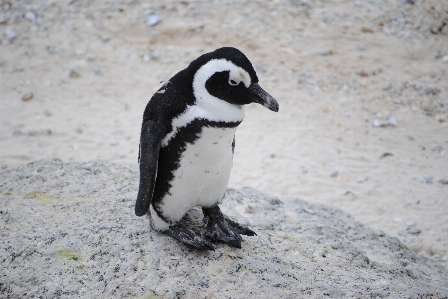 Photo Plage oiseau faune le bec