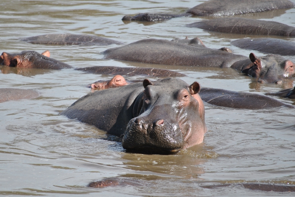 Wildlife africa mammal national park