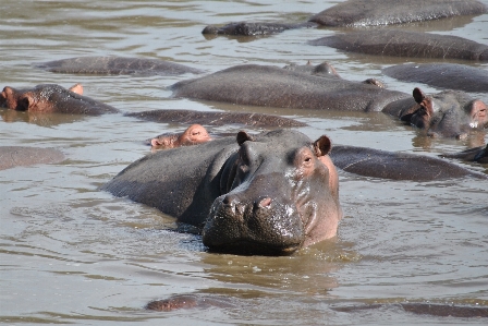 Foto Fauna silvestre África mamífero parque nacional
