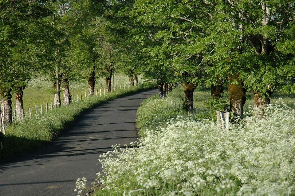 Krajobraz drzewo natura ścieżka