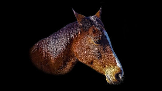 Animal livestock horse brown Photo