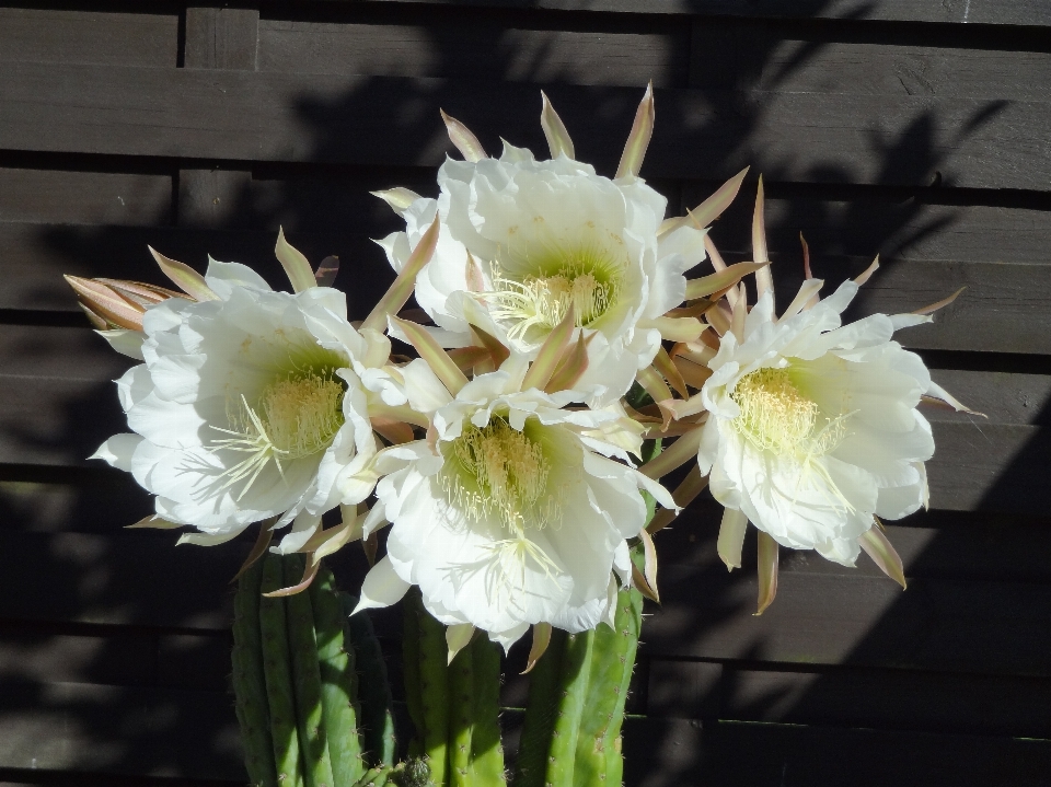 Blossom cactus plant white