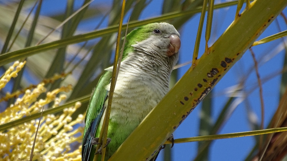 Natura ramo uccello animali selvatici