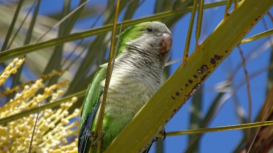 Foto Naturaleza rama pájaro fauna silvestre