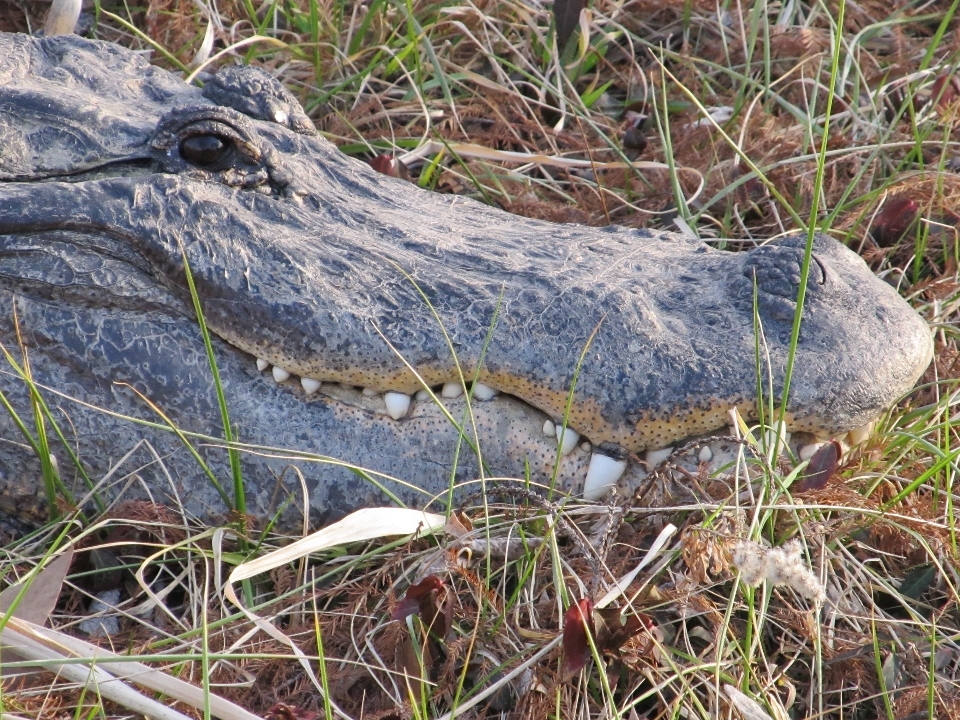 Naturaleza césped perfil fauna silvestre