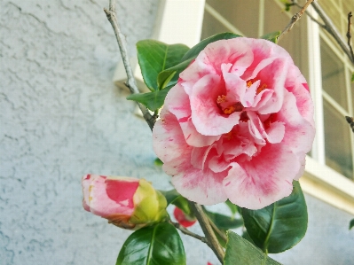 Blossom plant flower petal Photo