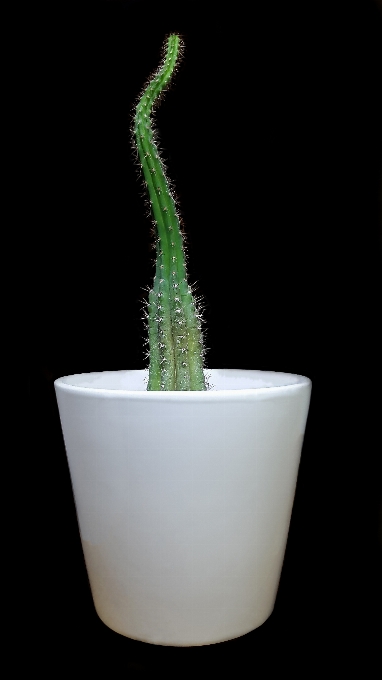 Cactus plant white flower