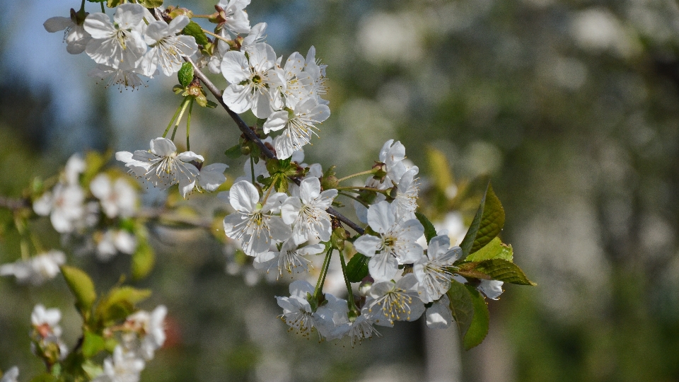 Albero natura ramo fiore