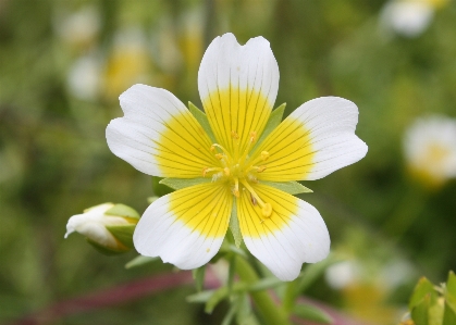 Foto Fiore pianta bianco prato
