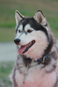 Nature dog mammal husky Photo