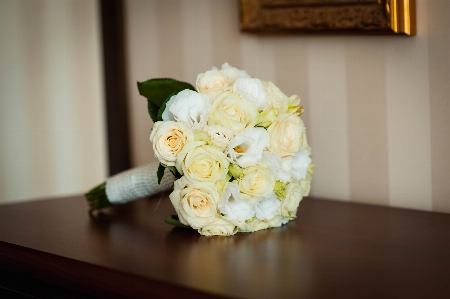 Plant white flower petal Photo