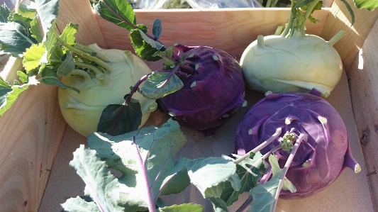 Foto Planta flor alimento producir