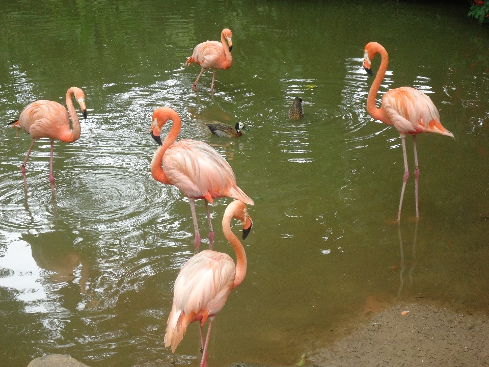 Natur vogel see tier