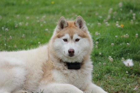 Foto Perro mascota mamífero dos