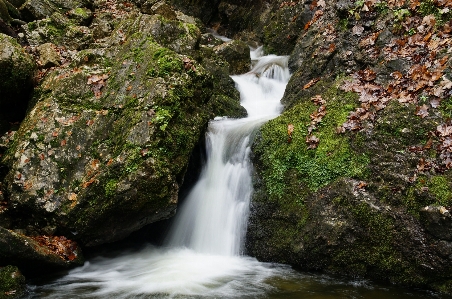 Water nature forest rock Photo