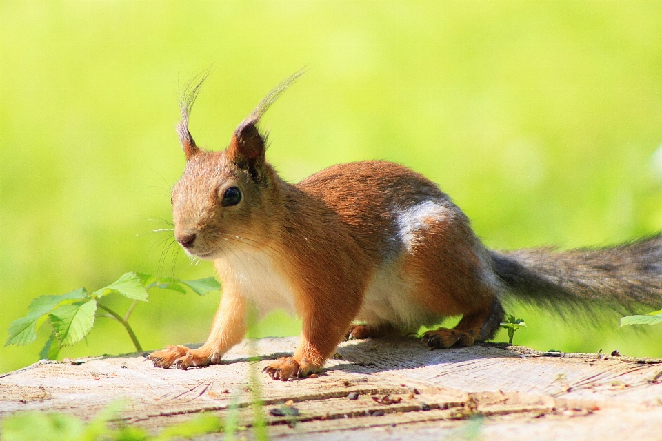 Tree nature forest animal