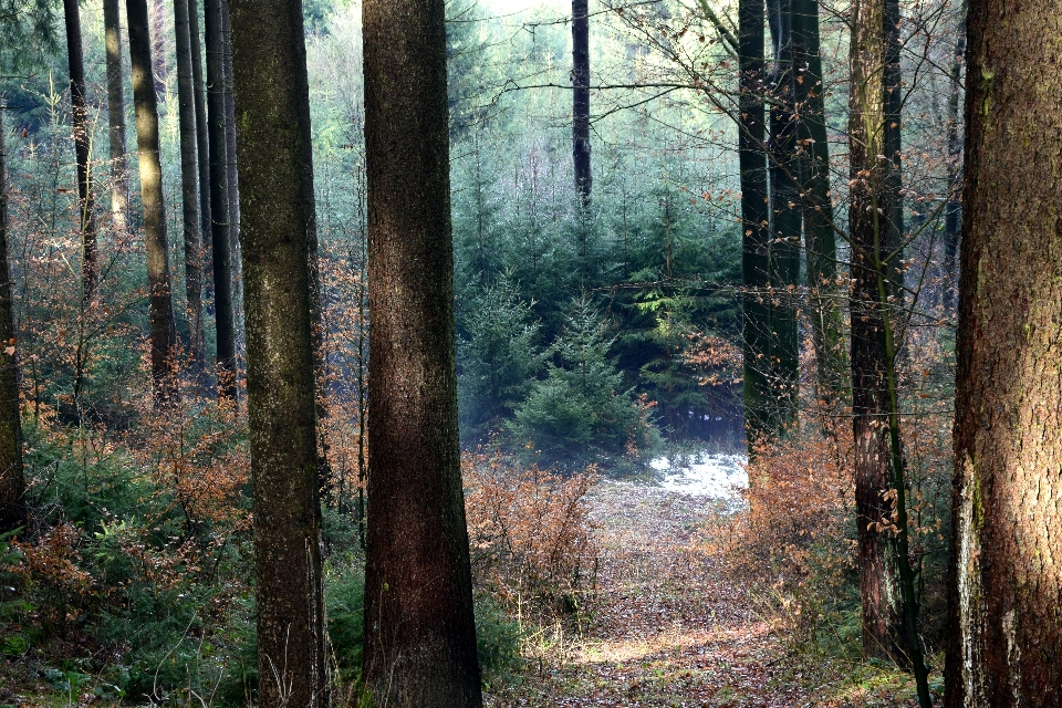 Paisagem árvore natureza floresta