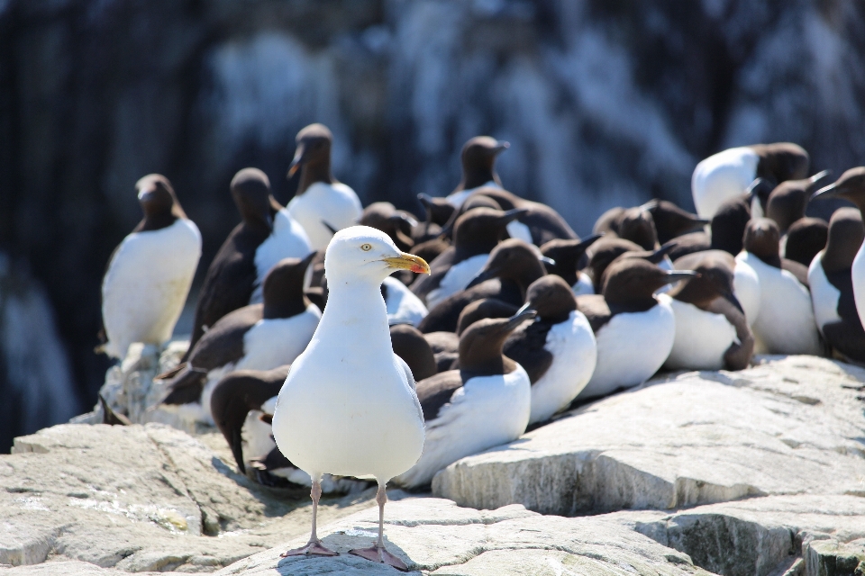 Mare natura uccello bianco