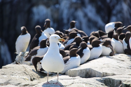 Foto Mare natura uccello bianco