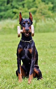 Foto Anjing mamalia bertulang belakang
 ras anjing
