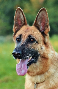 Foto Anjing potret mamalia gembala jerman
