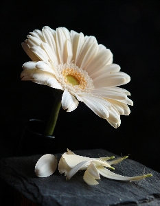 Nature blossom plant white Photo