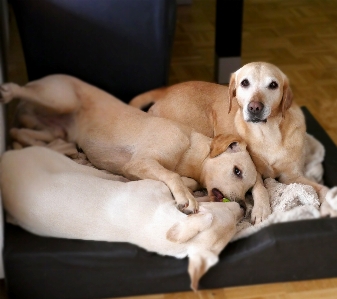 Foto Cachorro perro mascota mamífero