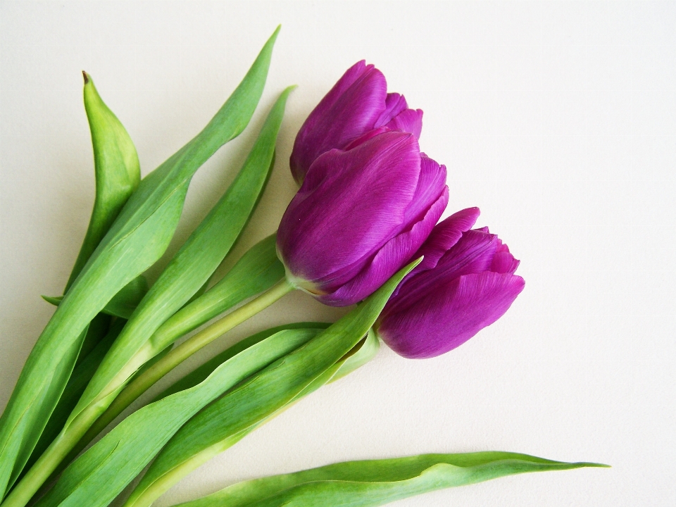 Plantar flor pétala tulipa