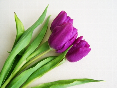 Plant flower petal tulip Photo