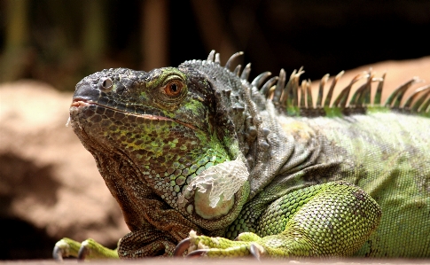 Foto Natureza animal seco animais selvagens