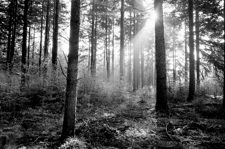 Zdjęcie Krajobraz drzewo natura las