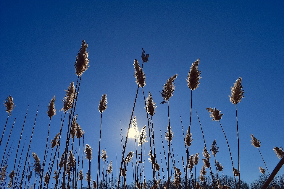 Tree nature grass outdoor