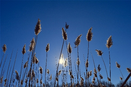 Tree nature grass outdoor Photo