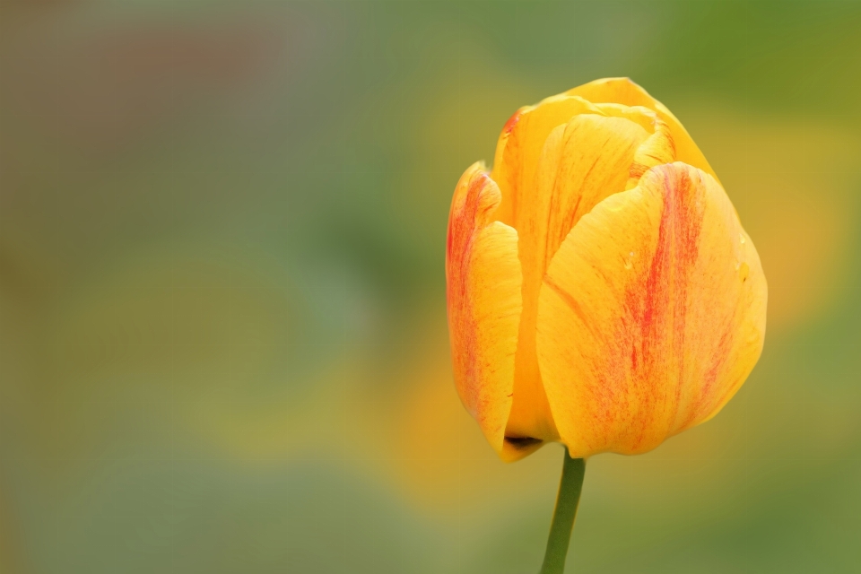 Blüte anlage fotografie blume