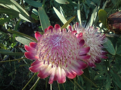 Blossom plant flower petal Photo