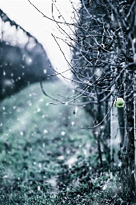 Apple 木 水 自然 写真