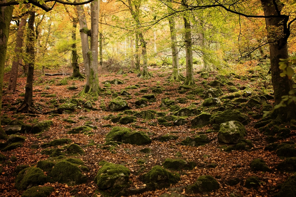 Paisagem árvore natureza floresta