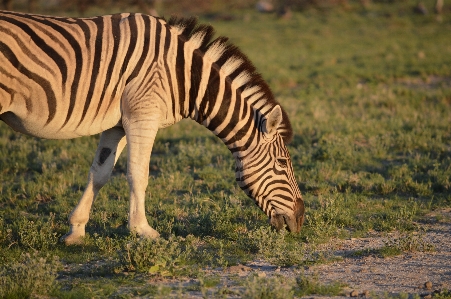 Prairie adventure animal wildlife Photo