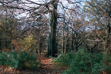 Landscape tree nature forest Photo