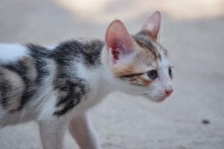 Foto Bianco animale carino domestico