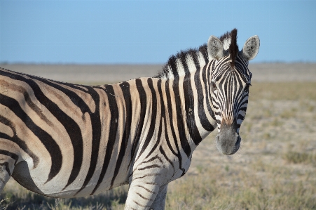 Foto Animal animais selvagens pelagem África