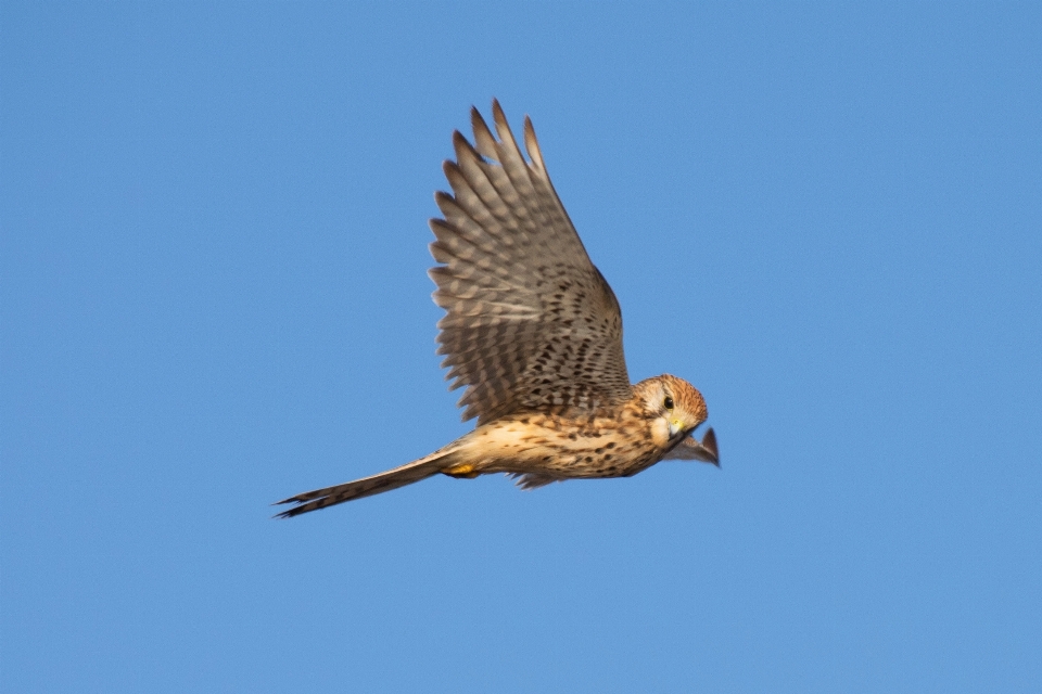 Naturaleza desierto
 pájaro ala