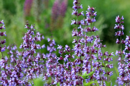 Grass plant meadow flower Photo