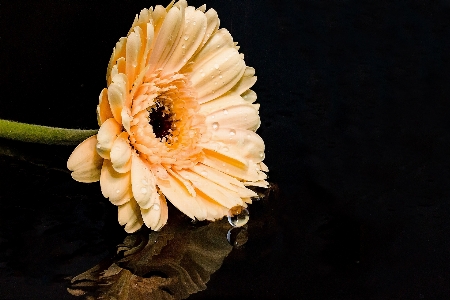 Water nature blossom plant Photo