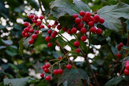 Nature branch plant fruit Photo