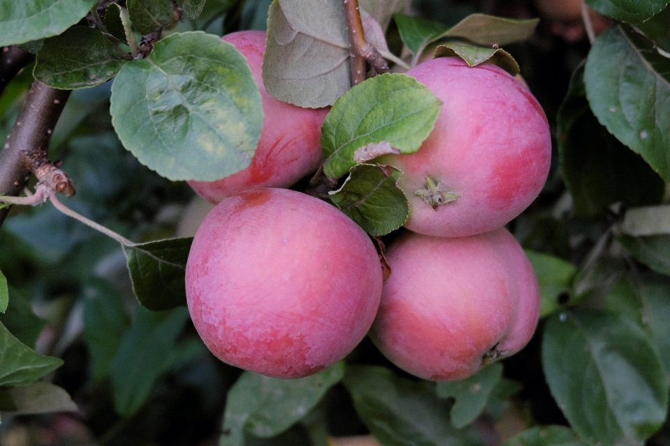 Apple tree nature plant