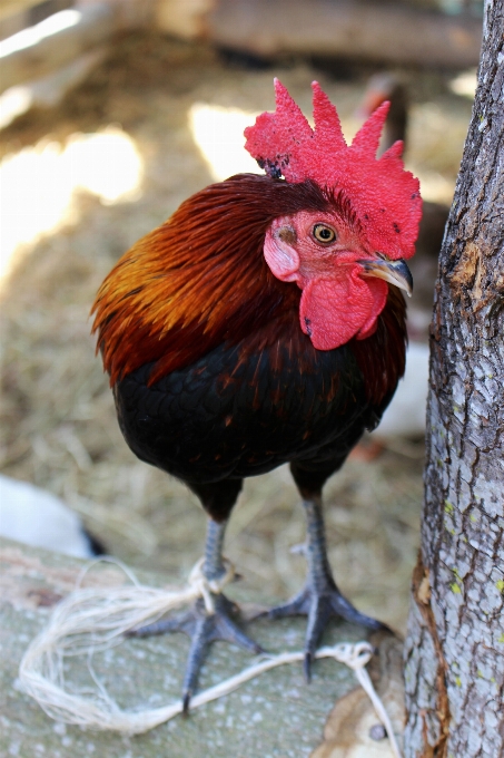 Natur draussen vogel bauernhof